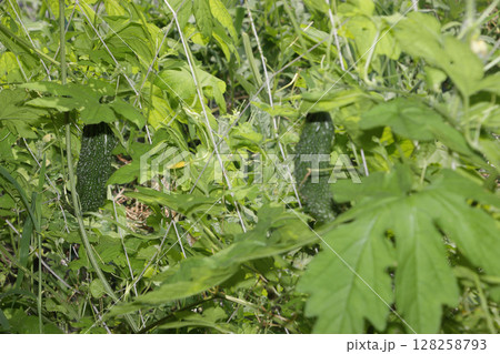 ゴーヤの家庭菜園 ゴーヤの家庭菜園 128258793