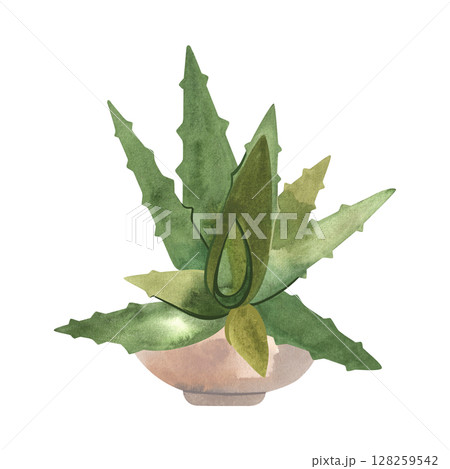 Aloe in a concrete pot. Houseplant for alternative medicine. Succulent. Plant growing is a popular hobby. Isolated watercolor illustration. 128259542