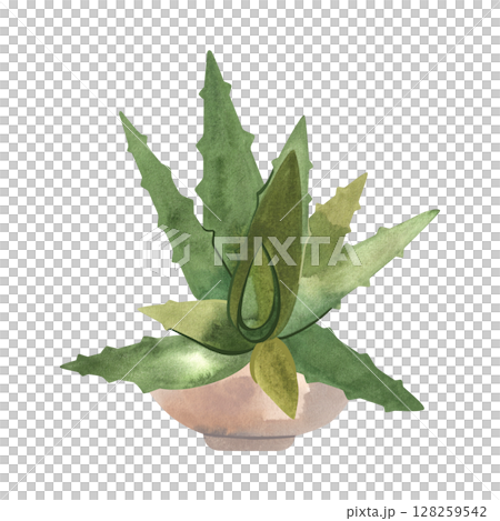 Aloe in a concrete pot. Houseplant for alternative medicine. Succulent. Plant growing is a popular hobby. Isolated watercolor illustration. 128259542