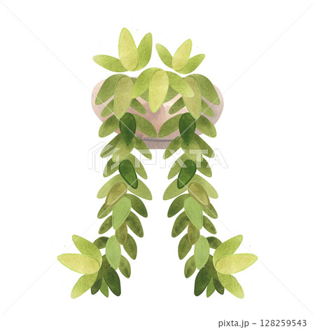 Succulent in a light wide pot. Interior decor. Isolated watercolor illustration. Succulent in a light wide pot. Interior decor. Isolated watercolor illustration. 128259543