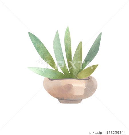 Succulent in a light wide pot. Interior decor. Isolated watercolor illustration. 128259544