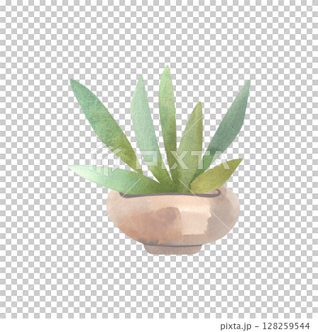 Succulent in a light wide pot. Interior decor. Isolated watercolor illustration. 128259544