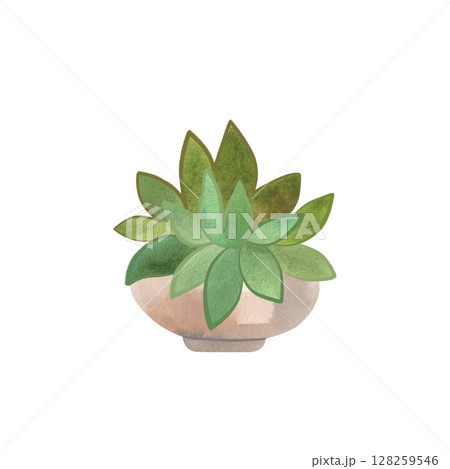 Succulent in a light wide pot. Interior decor. Isolated watercolor illustration. Succulent in a light wide pot. Interior decor. Isolated watercolor illustration. 128259546
