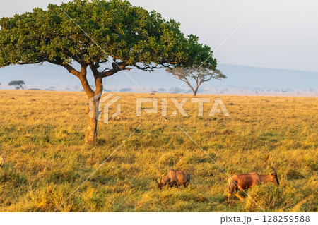 Red Hartebeest in the Serengeti Red Hartebeest in the Serengeti 128259588