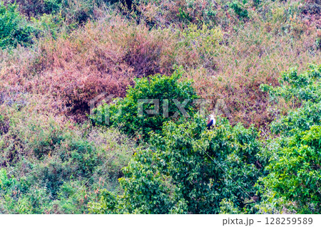 Fish eagle near lake victoria 128259589