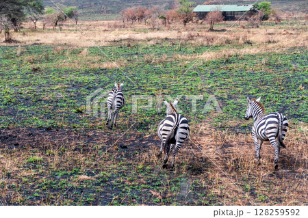 Zebra in the Serengeti 128259592