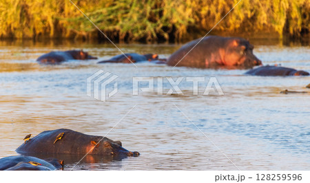 Hippo pool in the Serengeti 128259596