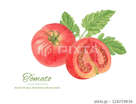 水彩手書きのフレッシュなトマトの素材 128259616