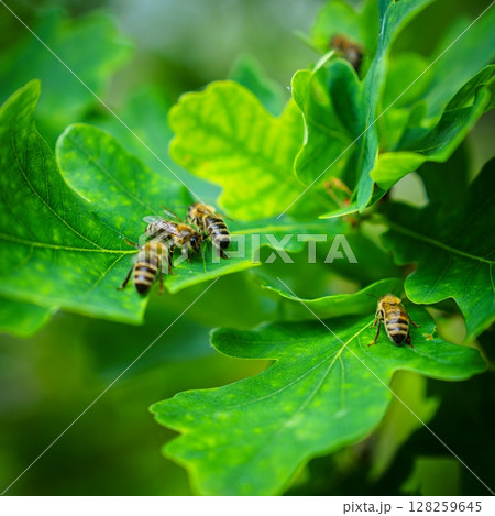 Honeybees Gathering on Vibrant Green Oak Leaves in Springtime, Natural Harmony Captured 128259645