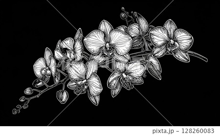 Blooming white orchid flower isolated on a black background, showcasing its beautiful petals and natural elegance 128260083