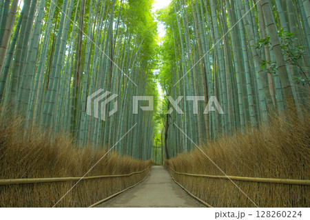 嵐山の竹林の小径 嵐山の竹林の小径 128260224