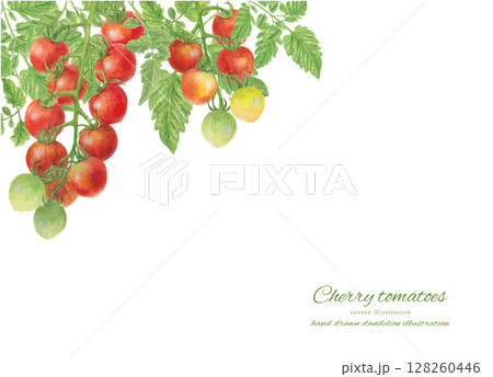 水彩で描いたミニトマトの房のベクターイラスト 水彩で描いたミニトマトの房のベクターイラスト 128260446