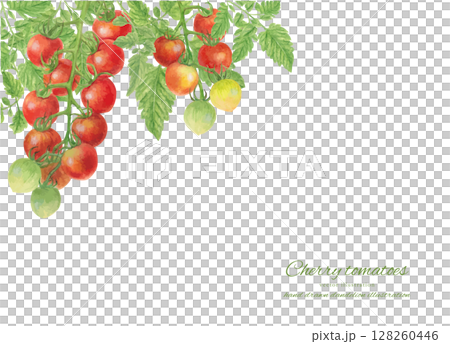 一束櫻桃番茄的向量插圖,以水彩畫形式呈現 一束櫻桃番茄的向量插圖,以水彩畫形式呈現 128260446