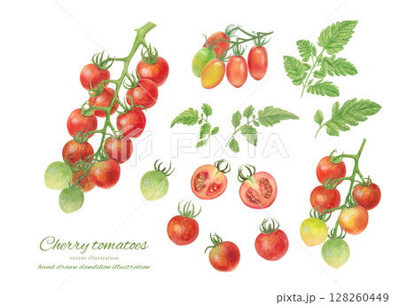 水彩で描いたミニトマトの房のベクターイラストセット 128260449