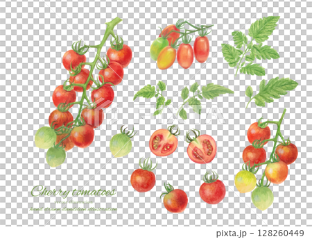 水彩で描いたミニトマトの房のベクターイラストセット 128260449