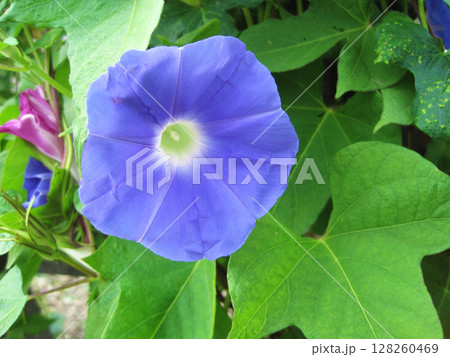 薄い青紫色のアサガオの花 薄い青紫色のアサガオの花 128260469