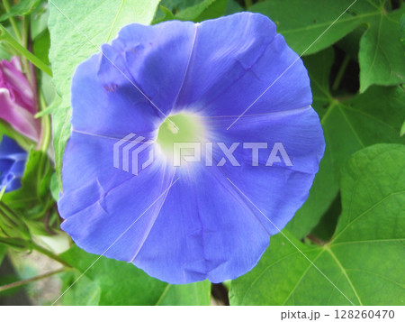 薄い青紫色のアサガオの花 薄い青紫色のアサガオの花 128260470