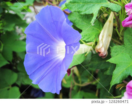 薄い青紫色のアサガオの花 薄い青紫色のアサガオの花 128260471