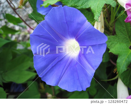 青紫色のアサガオの花 128260472