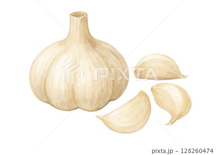 にんにくとガーリッククローブの水彩イラスト 128260474