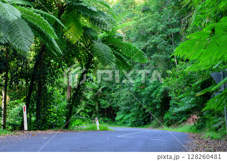 Journeying through dense rainforest near Cairns in Far North Queensland, Australia, lush greenery, towering trees, and rich sounds of wildlife surround the path in a vibrant tropical ecosystem. 128260481