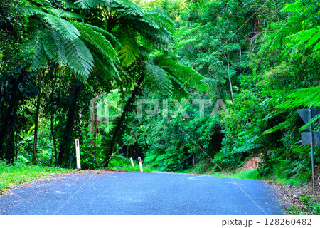Journeying through dense rainforest near Cairns in Far North Queensland, Australia, lush greenery, towering trees, and rich sounds of wildlife surround the path in a vibrant tropical ecosystem. 128260482