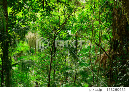 Journeying through dense rainforest near Cairns in Far North Queensland, Australia, lush greenery, towering trees, and rich sounds of wildlife surround the path in a vibrant tropical ecosystem. 128260483