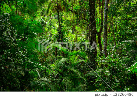 Journeying through dense rainforest near Cairns in Far North Queensland, Australia, lush greenery, towering trees, and rich sounds of wildlife surround the path in a vibrant tropical ecosystem. 128260486