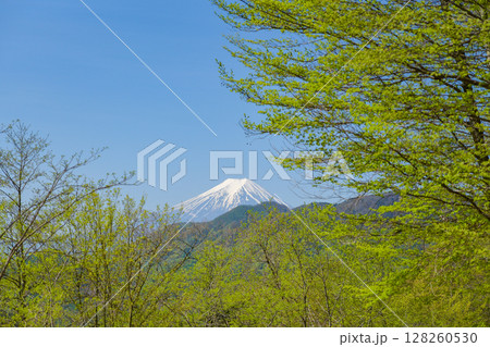 真木小金沢林道から見る新緑と富士山 真木小金沢林道から見る新緑と富士山 128260530