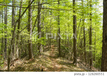 新緑の登山道新緑,登山道,尾根,尾根道,登山,ハイキング,ウォーキング,,森林,森,木漏れ日,木陰, 新緑の登山道新緑,登山道,尾根,尾根道,登山,ハイキング,ウォーキング,,森林,森,木漏れ日,木陰, 128260551
