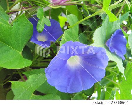 薄い青紫色のアサガオの花 薄い青紫色のアサガオの花 128260604