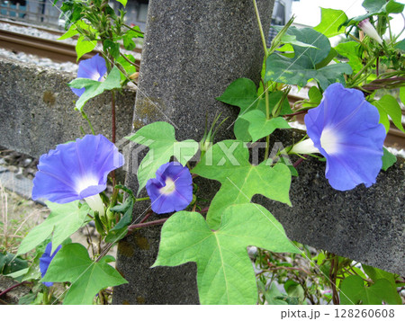 薄い青紫色のアサガオの花 128260608