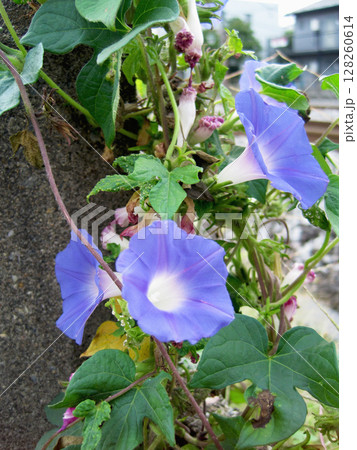 薄い青紫色のアサガオの花 128260614