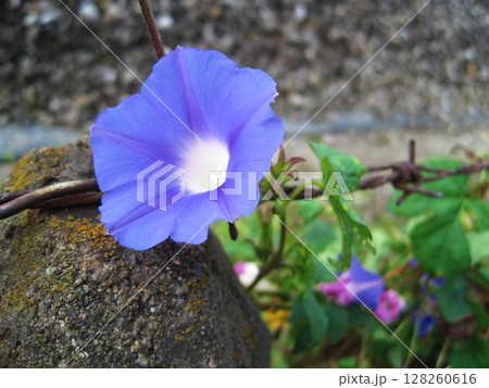 青紫色のアサガオの花 青紫色のアサガオの花 128260616