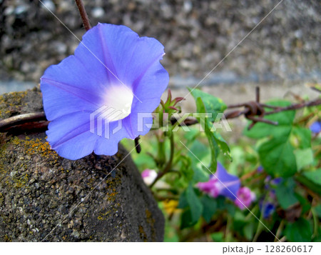 薄い青紫色のアサガオの花 薄い青紫色のアサガオの花 128260617