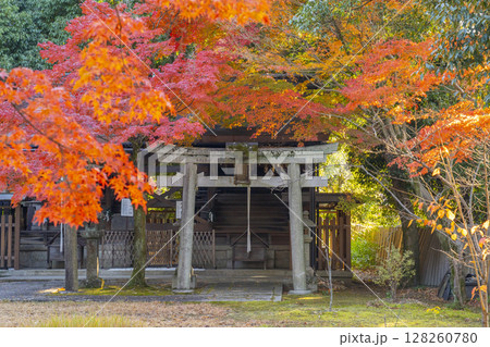 秋の京都 新日吉神宮 秋葉神社・愛宕神社 秋の京都 新日吉神宮 秋葉神社・愛宕神社 128260780