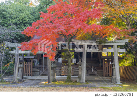 秋の京都 新日吉神宮 樹下社(豊国神社)と秋葉神社・愛宕神社 秋の京都 新日吉神宮 樹下社(豊国神社)と秋葉神社・愛宕神社 128260781