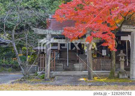 秋の京都　新日吉神宮　樹下社（豊国神社） 128260782