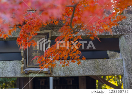 秋の京都　新日吉神宮　樹下社（豊国神社） 128260785