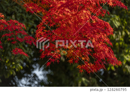 秋の京都　新日吉神宮　真っ赤に色づいた紅葉 128260795