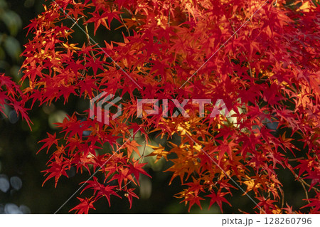 秋の京都 新日吉神宮 真っ赤に色づいた紅葉 秋の京都 新日吉神宮 真っ赤に色づいた紅葉 128260796