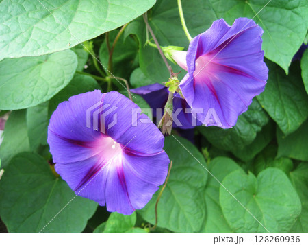 紫色のアサガオの花 128260936