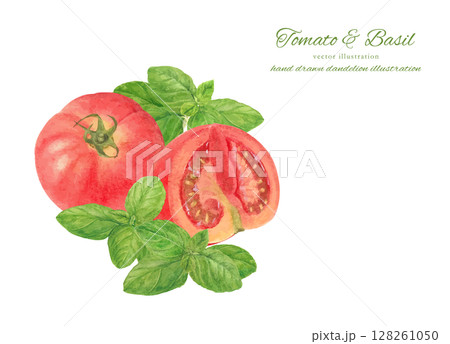 水彩手書きのフレッシュなトマトとスイートバジルのカットイラスト素材 水彩手書きのフレッシュなトマトとスイートバジルのカットイラスト素材 128261050