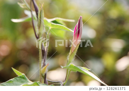 開花直前のアサガオのつぼみ 128261371