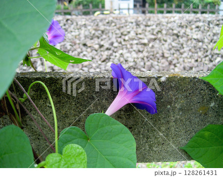 青紫色のアサガオの花 128261431