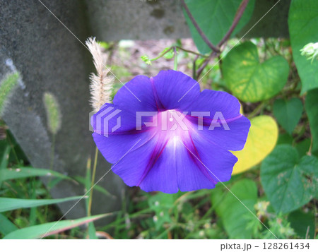 青紫色のアサガオの花 青紫色のアサガオの花 128261434