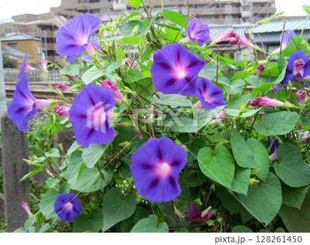 青紫色のアサガオの花 青紫色のアサガオの花 128261450