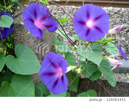 青紫色のアサガオの花 青紫色のアサガオの花 128261451
