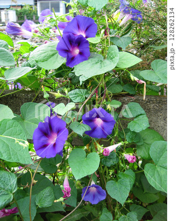 青紫色のアサガオの花 青紫色のアサガオの花 128262134
