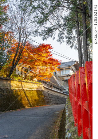 狸谷山不動院参道 真っ赤に色づいた紅葉 狸谷山不動院参道 真っ赤に色づいた紅葉 128262141
